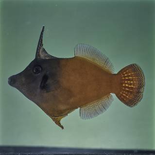 To NMNH Extant Collection (Pervagor melanocephalus FIN030921B Slide 120 mm)