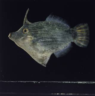 To NMNH Extant Collection (Pervagor nigolineatus FIN030925 Slide 120 mm)