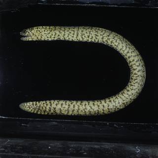 To NMNH Extant Collection (Uropterygius supraforatus FIN031376 Slide 120 mm)