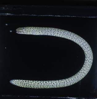 To NMNH Extant Collection (Uropterygius supraforatus FIN031377 Slide 120 mm)