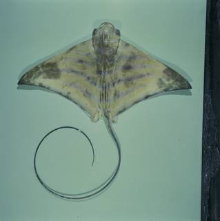 To NMNH Extant Collection (Aetomylaeus nichofii FIN031381 Slide 120 mm)