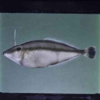 To NMNH Extant Collection (Pseudalutarius nasicornis FIN030932B Slide 120 mm)