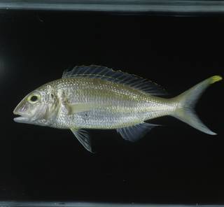 To NMNH Extant Collection (Nemipterus isacanthus FIN031402 Slide 120 mm)