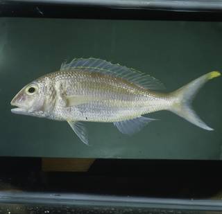 To NMNH Extant Collection (Nemipterus isacanthus FIN031402B Slide 120 mm)