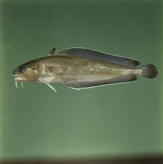 To NMNH Extant Collection (Lotella phycis FIN030952 Slide 120 mm)
