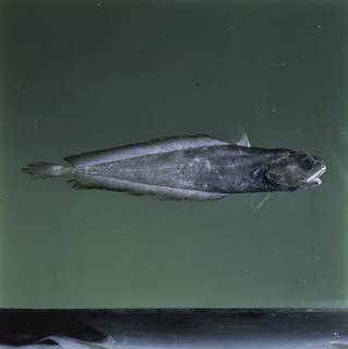 To NMNH Extant Collection (Physiculus FIN030953 Slide 120 mm)