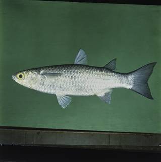 To NMNH Extant Collection (Planiliza macrolepis FIN030964 Slide 120 mm)