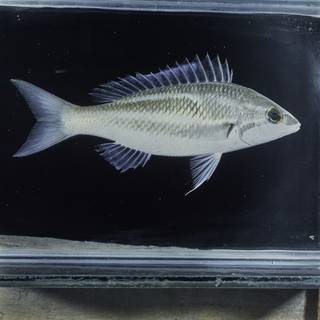 To NMNH Extant Collection (Pentapodus trivittatus FIN031454 Slide 120 mm)