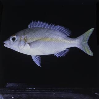 To NMNH Extant Collection (Scolopsis aurata FIN031464 Slide 120 mm)