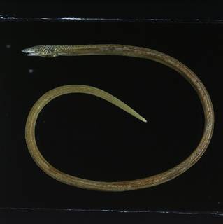 To NMNH Extant Collection (Apterichtus klazingai FIN031518 Slide 120 mm)