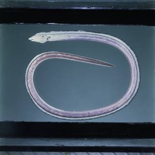 To NMNH Extant Collection (Callechelys FIN031531 Slide 120 mm)