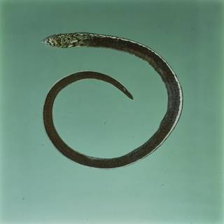 To NMNH Extant Collection (Callechelys FIN031532 Slide 120 mm)