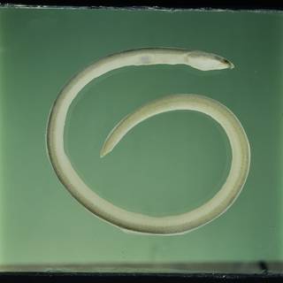 To NMNH Extant Collection (Cirrhimuraena playfairii FIN031540B Slide 120 mm)