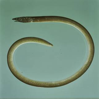 To NMNH Extant Collection (Lamnastoma orientalis FIN031543 Slide 120 mm)
