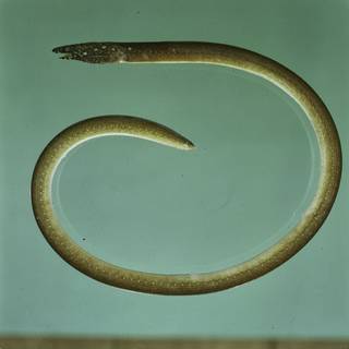 To NMNH Extant Collection (Lamnastoma orientalis FIN031543B Slide 120 mm)