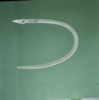 To NMNH Extant Collection (Muraenichthys FIN031546 Slide 120 mm)