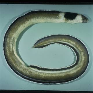 To NMNH Extant Collection (Ophichthus cephalozona FIN031559B Slide 120 mm)