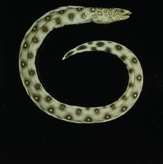 To NMNH Extant Collection (Ophichthus polyophthalmus FIN031563 Slide 120 mm)