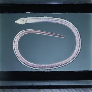 To NMNH Extant Collection (Xestochilus nebulosus FIN031567 Slide 120 mm)