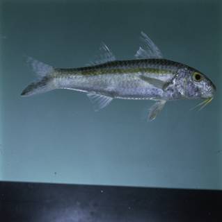 To NMNH Extant Collection (Upeneus sundaicus FIN031107 Slide 120 mm)