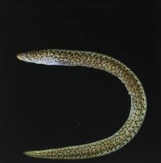To NMNH Extant Collection (Anarchias FIN031132 Slide 120 mm)