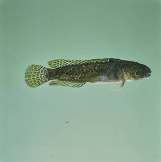 To NMNH Extant Collection (Stalix versluysi FIN031614 Slide 120 mm)