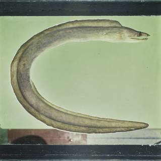 To NMNH Extant Collection (Enchelycore schismatorhynchus FIN031152 Slide 120 mm)
