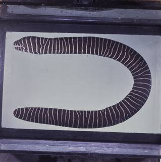 To NMNH Extant Collection (Gymnomuraena zebra FIN031153 Slide 120 mm)
