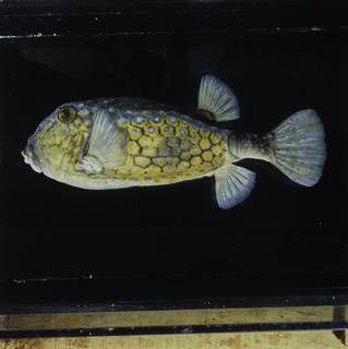 To NMNH Extant Collection (Ostracion immaculatus FIN031656 Slide 120 mm)