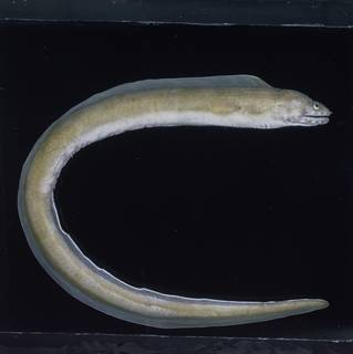 To NMNH Extant Collection (Gymnothorax angusticauda FIN031196 Slide 120 mm)