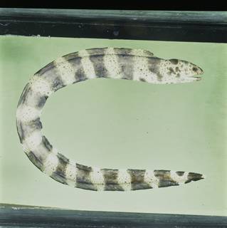 To NMNH Extant Collection (Gymnothorax annulatus FIN031199 Slide 120 mm)