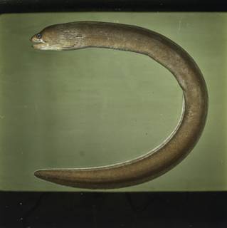 To NMNH Extant Collection (Gymnothorax australicola FIN031201B Slide 120 mm)