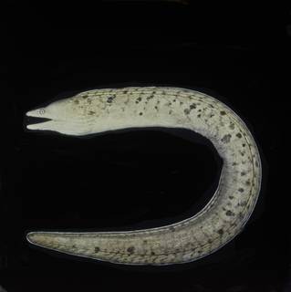 To NMNH Extant Collection (Gymnothorax bathyphilus FIN031202 Slide 120 mm)