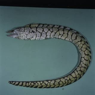 To NMNH Extant Collection (Gymnothorax berndti FIN031203 Slide 120 mm)