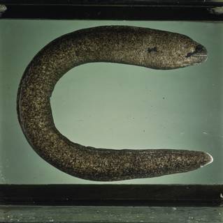 To NMNH Extant Collection (Gymnothorax breedeni FIN031205 Slide 120 mm)