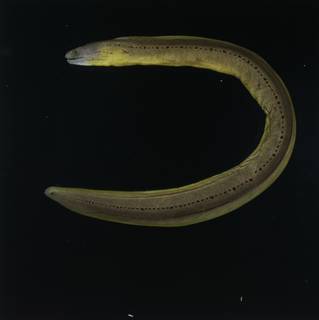 To NMNH Extant Collection (Gymnothorax castlei FIN031209 Slide 120 mm)