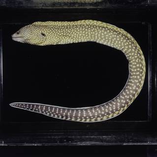 To NMNH Extant Collection (Gymnothorax elegans FIN031224 Slide 120 mm)