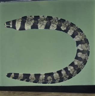 To NMNH Extant Collection (Gymnothorax enigmaticus FIN031226 Slide 120 mm)