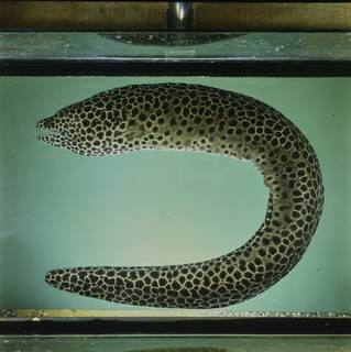 To NMNH Extant Collection (Gymnothorax favagineus FIN031236 Slide 120 mm)