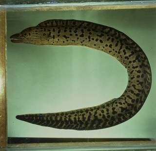 To NMNH Extant Collection (Gymnothorax fimbriatus FIN031238 Slide 120 mm)