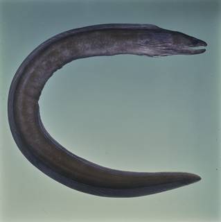 To NMNH Extant Collection (Gymnothorax hepaticus FIN031250 Slide 120 mm)