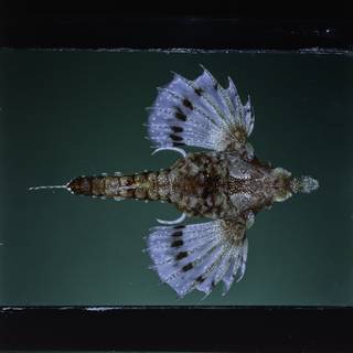 To NMNH Extant Collection (Eurypegasus papilio FIN031691B Slide 120 mm)