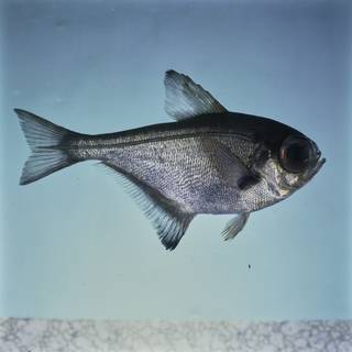 To NMNH Extant Collection (Pempheris adspersa FIN031705 Slide 120 mm)