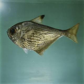 To NMNH Extant Collection (Pempheris mangula FIN031711 Slide 120 mm)