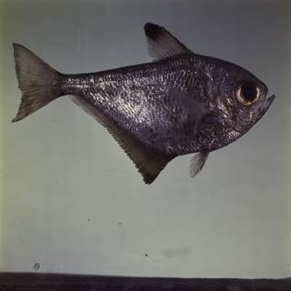 To NMNH Extant Collection (Pempheris nesogallica FIN031712 Slide 120 mm)