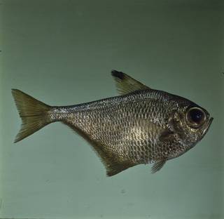 To NMNH Extant Collection (Pempheris rhomboidea FIN031716 Slide 120 mm)