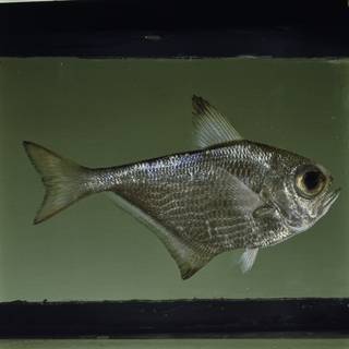 To NMNH Extant Collection (Pempheris rhomboidea FIN031717 Slide 120 mm)