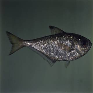 To NMNH Extant Collection (Pempheris xanthoptera FIN031720 Slide 120 mm)