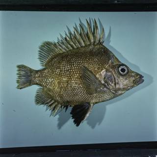 To NMNH Extant Collection (Pentaceros decacanthus FIN031724 Slide 120 mm)