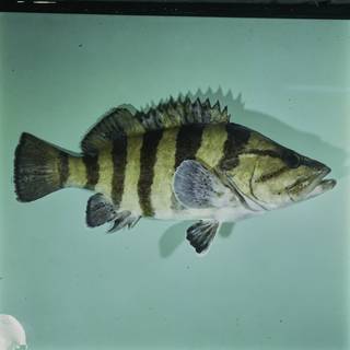 To NMNH Extant Collection (Acanthistius cinctus FIN031726 Slide 120 mm)